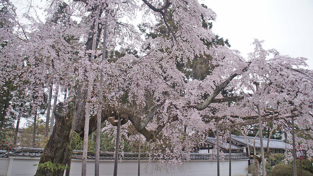 醍醐寺三寶院，盛開的太閣垂枝櫻。