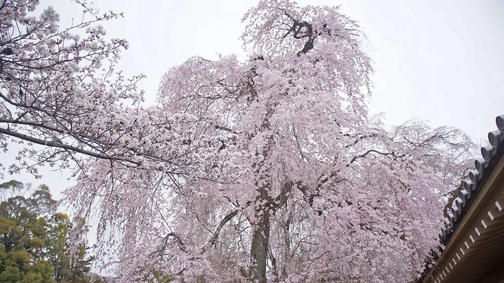 靈寶館好高好高的櫻花樹！抬頭仰望拍照有點辛苦，卻又甘之如飴。