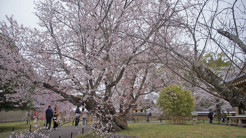 醍醐寺靈寶館，櫻花步道。