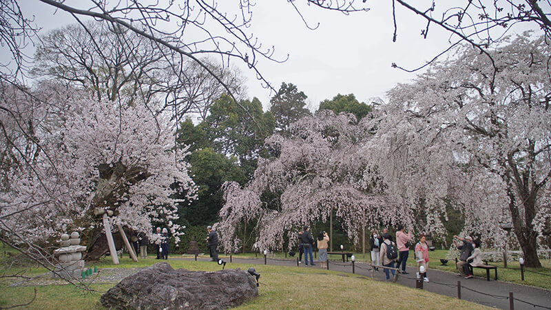 櫻花樹下有不少座椅供人休憩拍照。