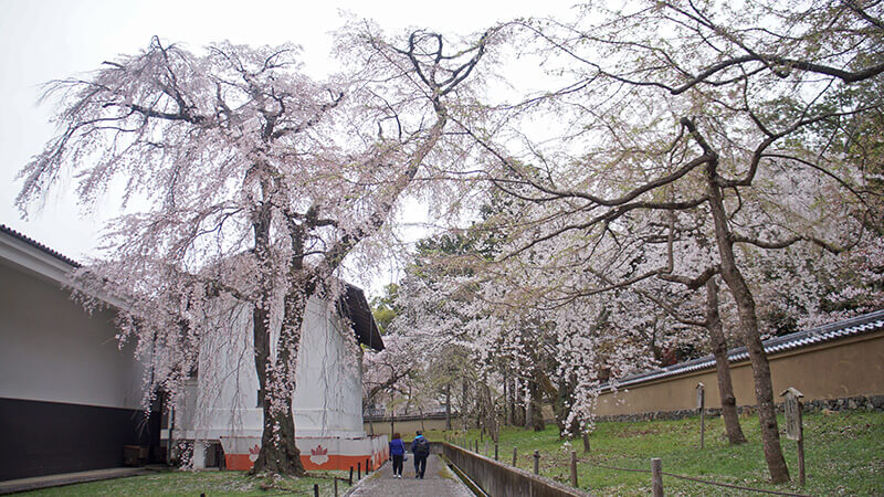 靈寶館後方，櫻花樹巨人。