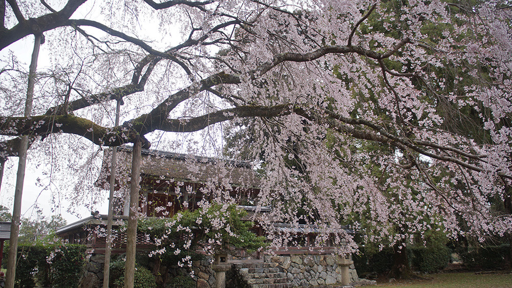 清瀧宮本殿前，櫻花紛飛。