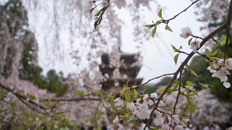 背景是京都最古老的建築，五重塔。
