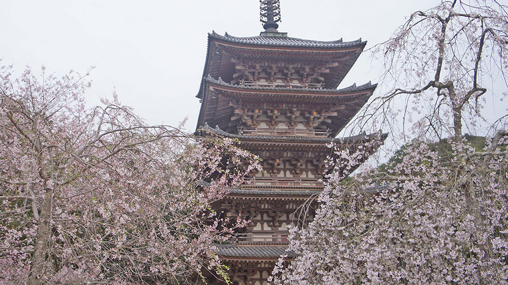 國寶五重塔與櫻花樹。