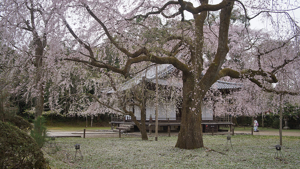 伽藍，粗壯的巨大櫻花樹。