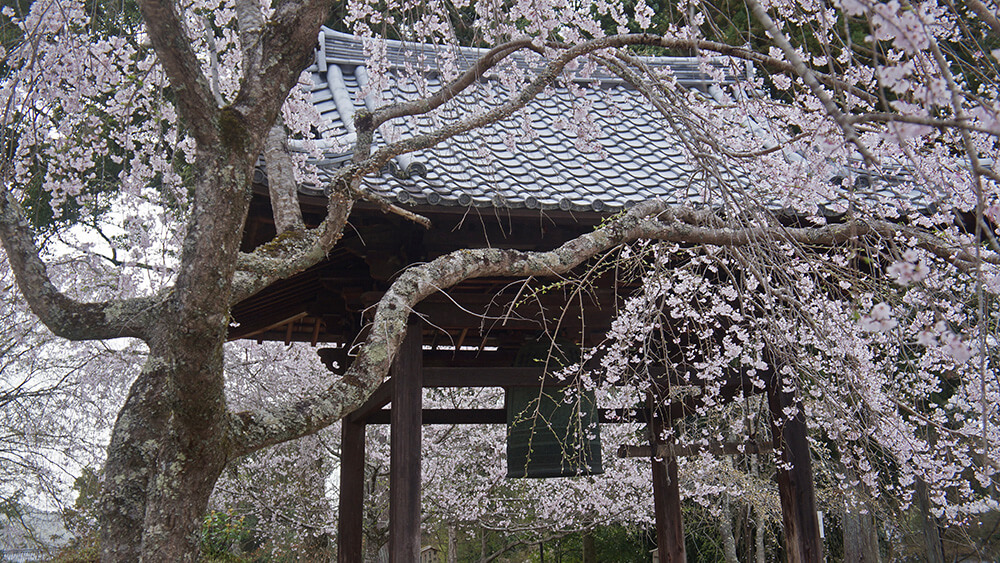 醍醐寺伽藍，鐘樓與櫻花樹的組合，也很美麗。