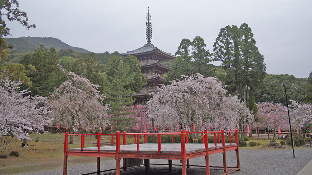 醍醐寺伽藍，五重塔，櫻花群。