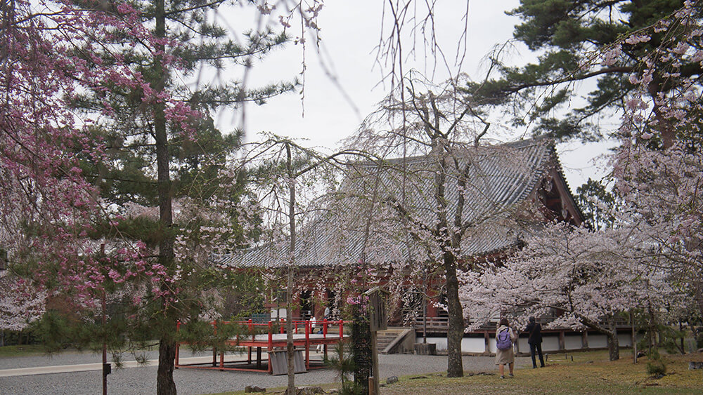 櫻花，寺廟。