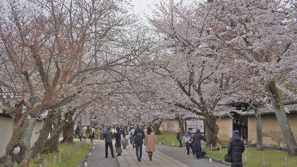 靈寶館跟雨月茶屋中間的櫻花參道，幾乎是櫻花隧道了呢！很美。