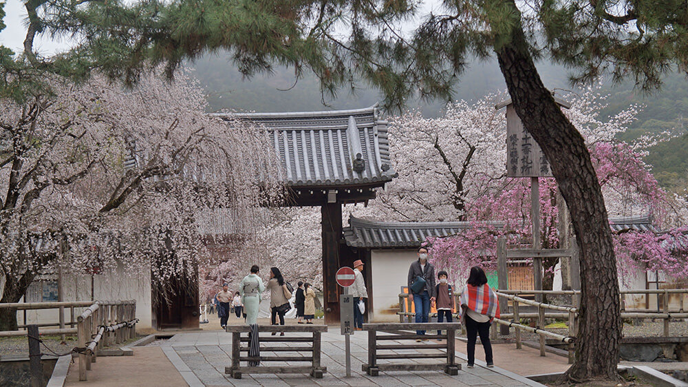 出捷運站走10分鐘抵達，醍醐寺正門口就是兩株盛開的垂櫻。