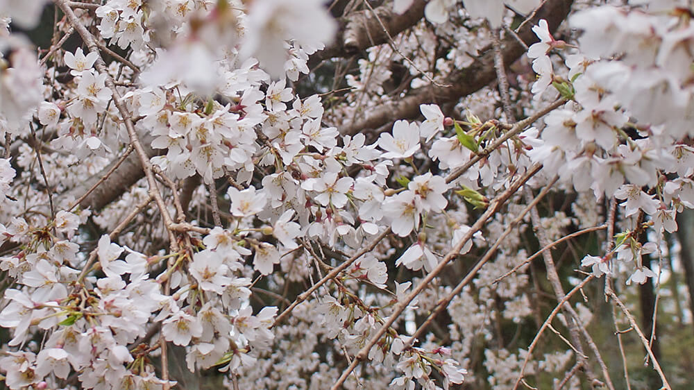 醍醐寺滿滿的櫻花，多樣壯觀整天看不膩。