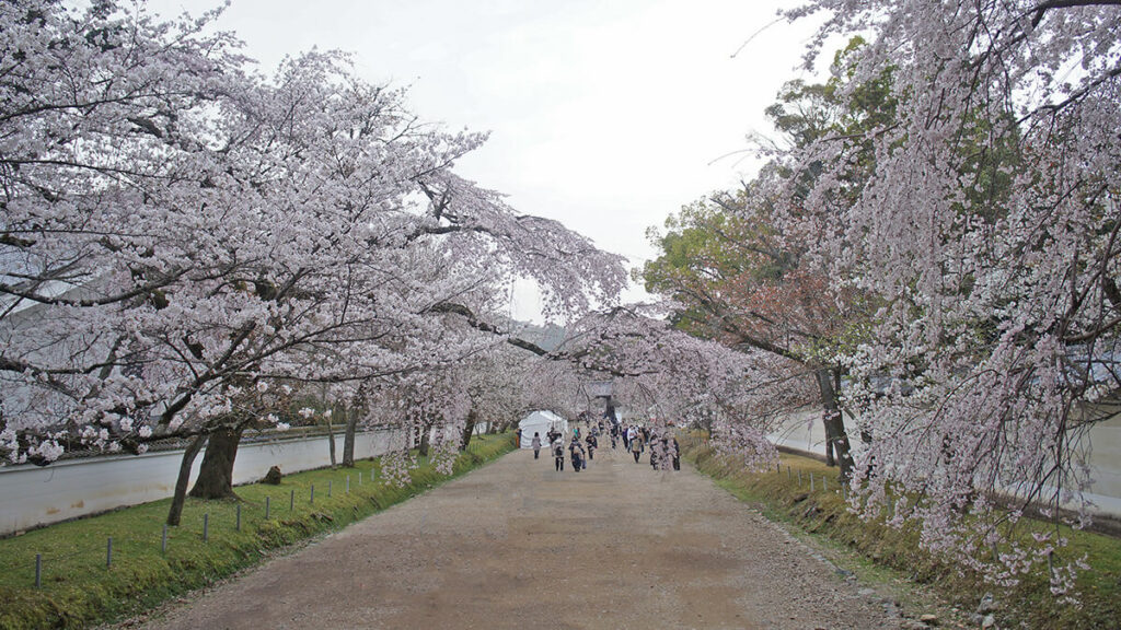 人潮散盡的櫻花參道很美，遠處是入口大門。