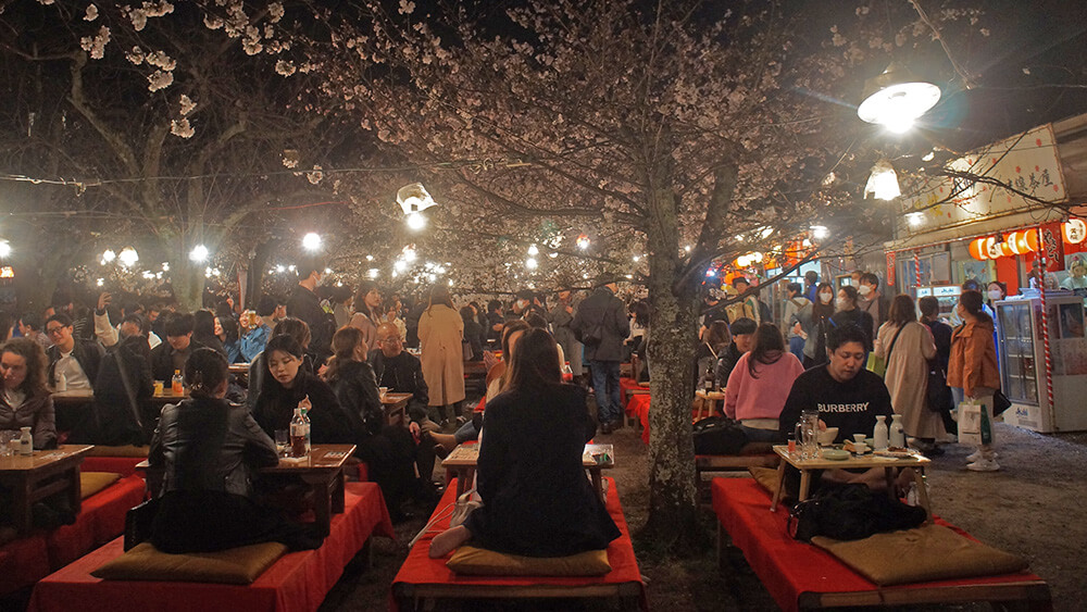 圓山公園，櫻花樹下的攤位跟紅色座席。