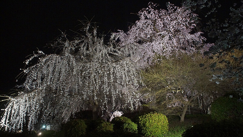 祇園夜櫻，高低起伏的丘陵地，換個視角很不同。