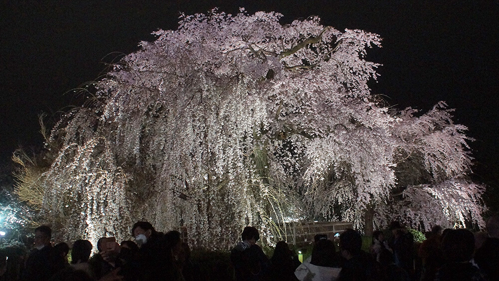 祇園夜櫻，現場人潮壅擠，遠拍近看都壯觀。