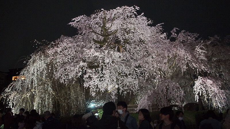 祇園夜櫻，樹齡超過80年，12公尺高、10公尺寬，風采迷人。