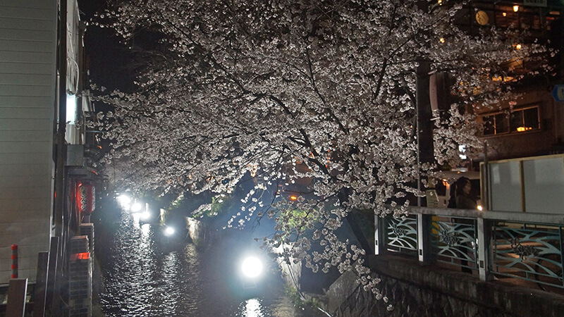 沿路也是整排的櫻花浪漫。