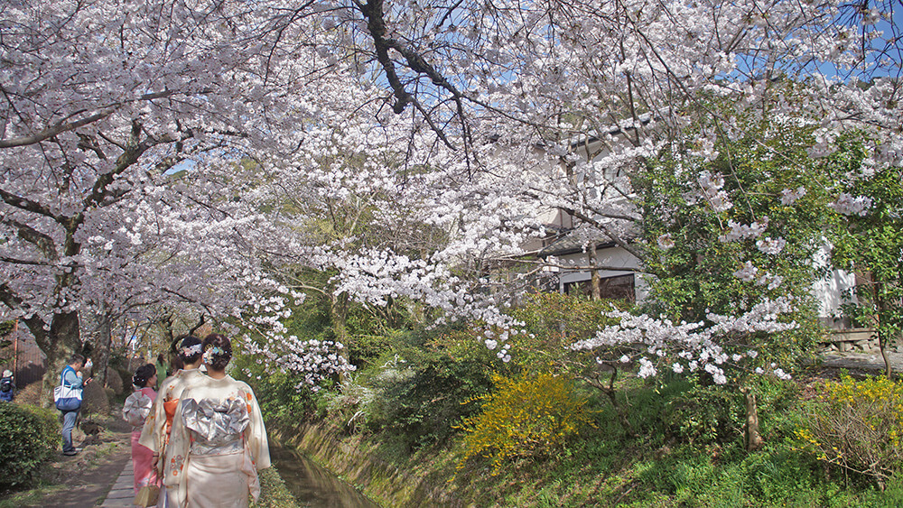 京都哲學之道，超棒的賞櫻之地。
