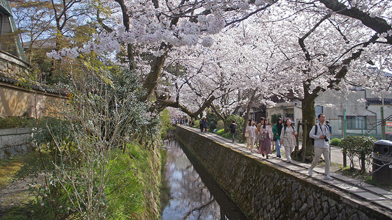 櫻花漫步好開心。