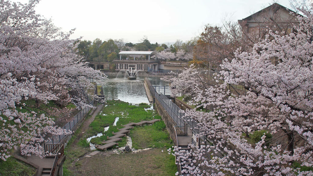 橋上拍出去的噴水池，搭配櫻花，復古唯美。
