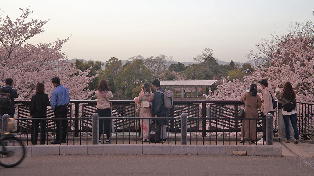 橋上能看到鐵道櫻花美景，還有噴水池。