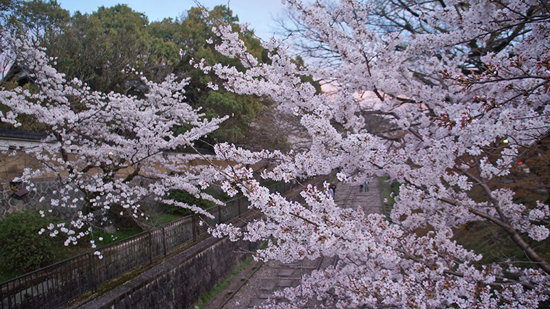 從上往下看見的櫻花鐵軌。