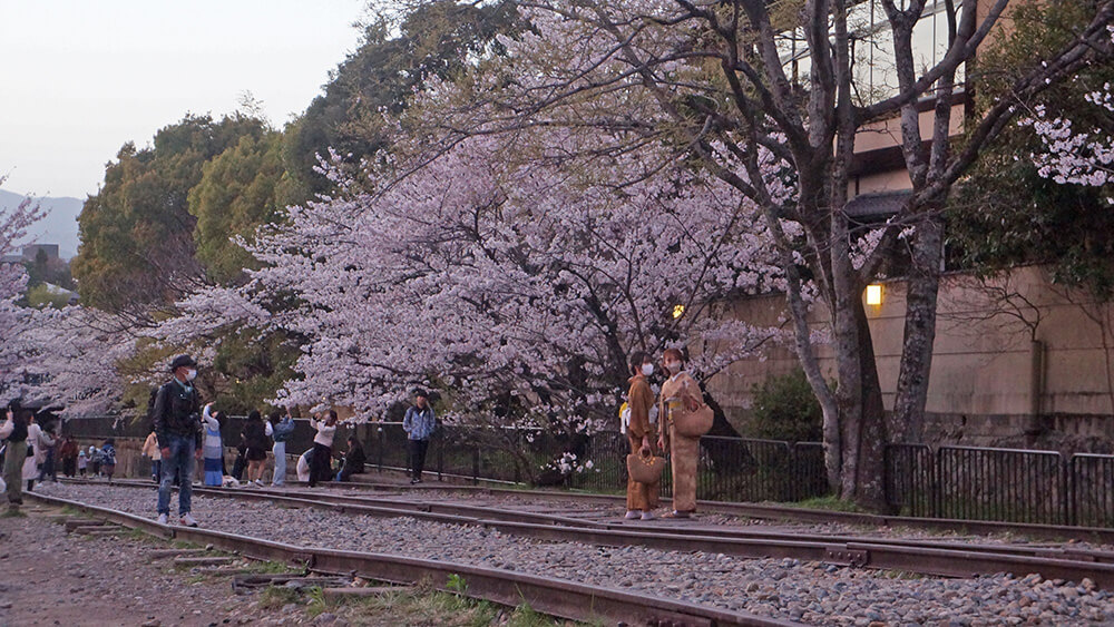 京都琵琶湖疏水碼頭，廢棄鐵道，櫻花美景。
