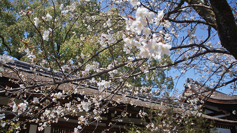 平野神社櫻花，無料賞櫻區。