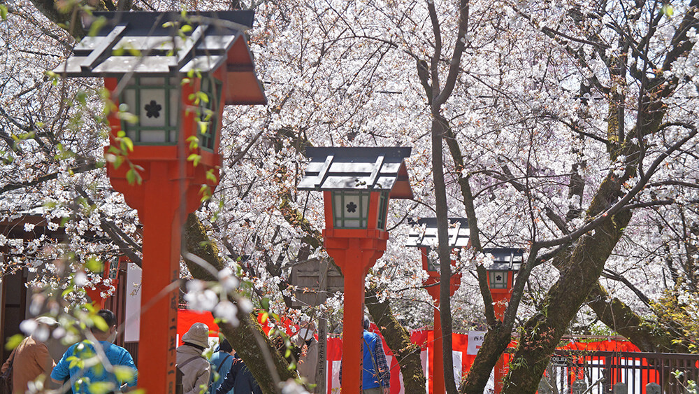 京都平野神社朱紅奉燈與滿天櫻花，超漂亮！