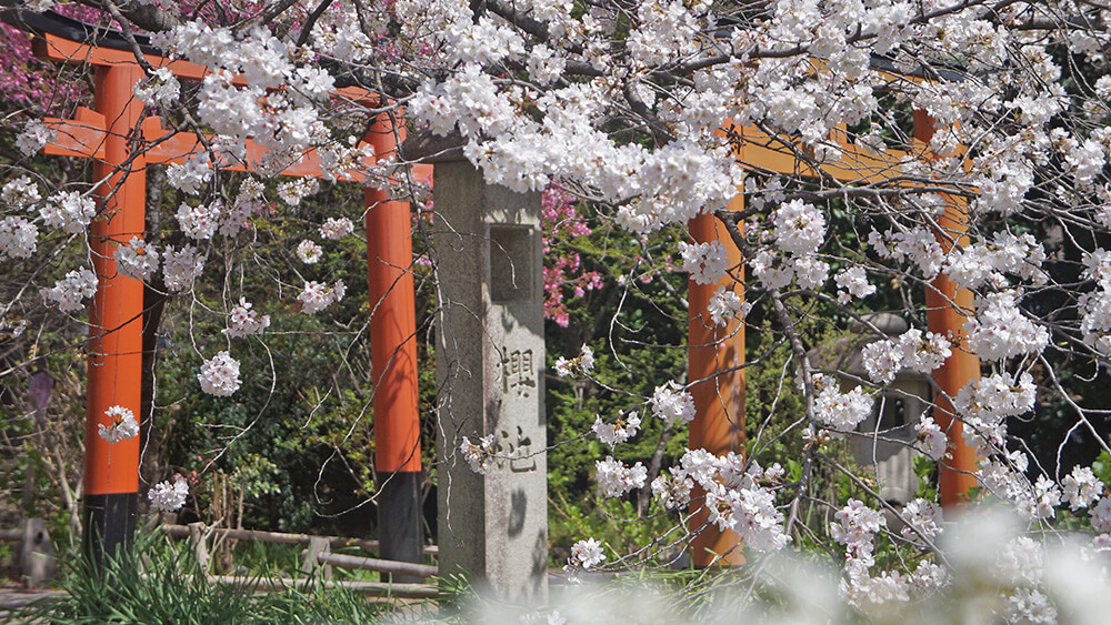 平野神社內的櫻池，內部稻荷神社小鳥居。