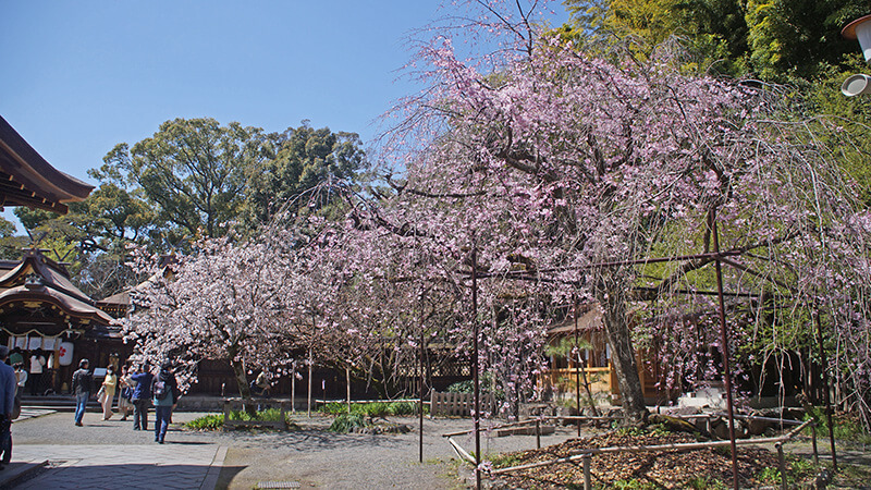 平野神社，已經開始凋落的垂櫻。