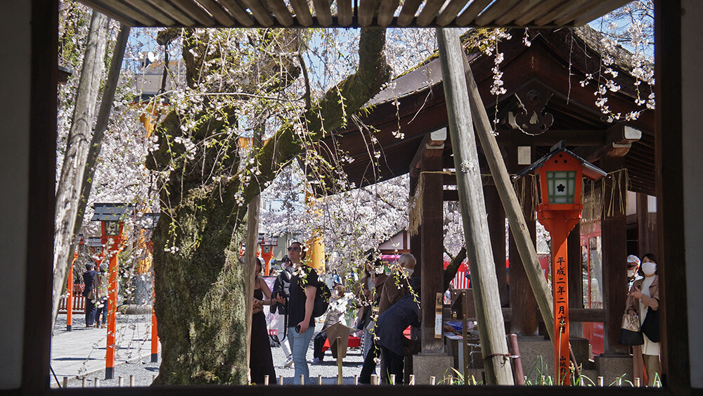 平野神社，豐富的日本元素交織多品種櫻花，十分特別。
