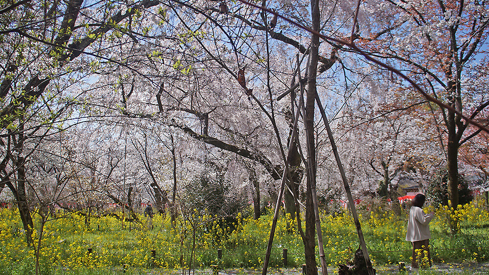 平野神社付費「櫻苑」，十分壯觀的油菜花與櫻花。