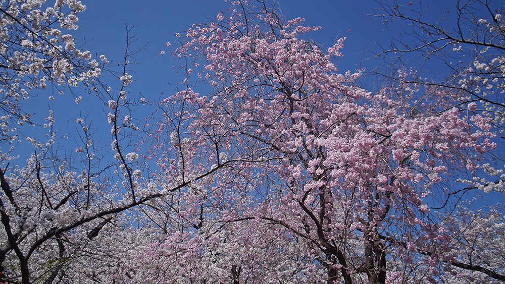 仰望櫻苑上空櫻花。