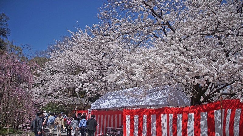 祭典般的紅白布幕，圍住櫻苑滿天櫻花，入場費500日圓。