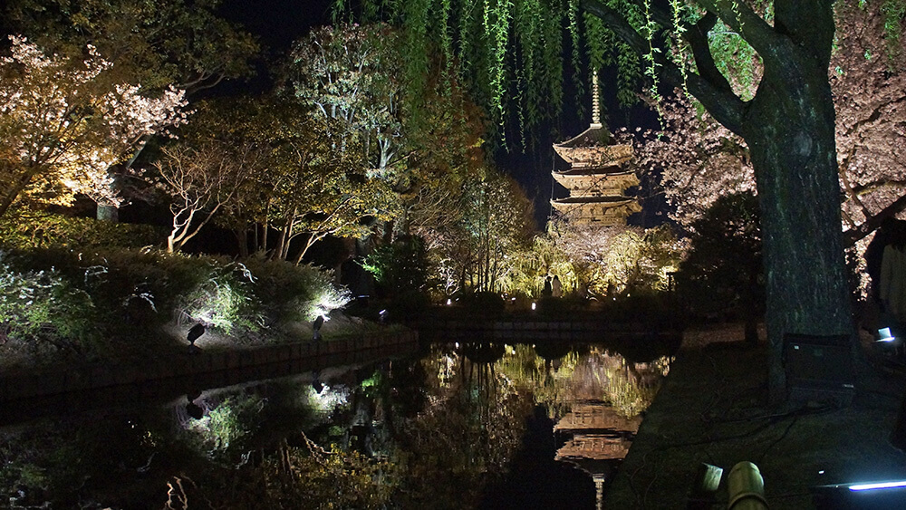 東寺夜櫻第一站，閃亮的五重塔倒影。