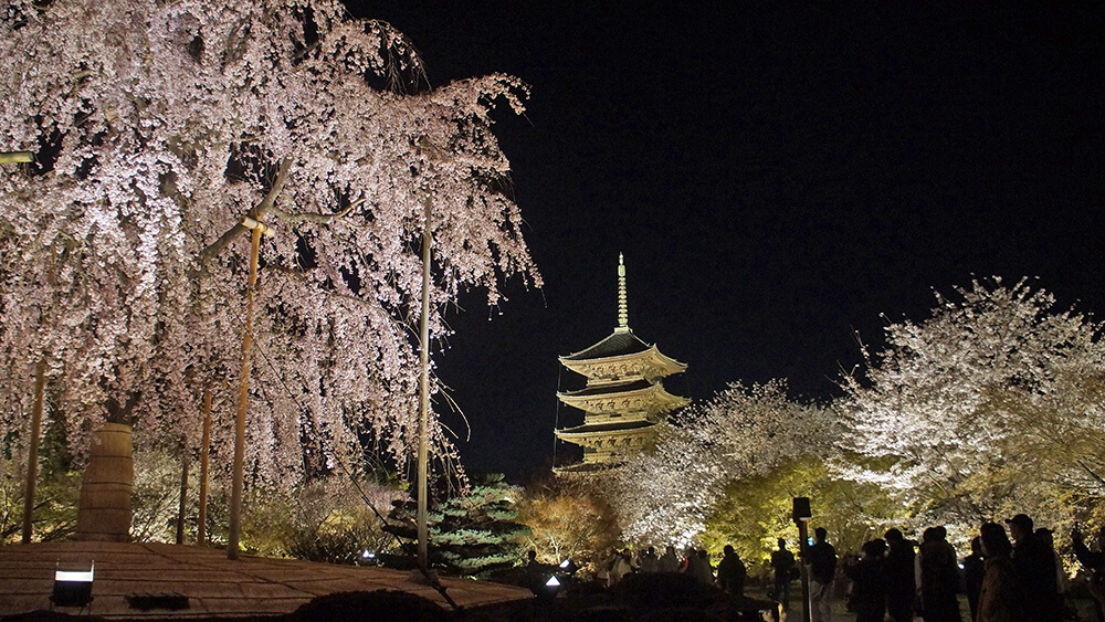 東寺夜櫻第二站「不二櫻」，120年的巨大枝垂櫻。