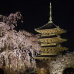 日本京都東寺夜櫻精彩，五重塔、不二櫻，嬌豔迷人。