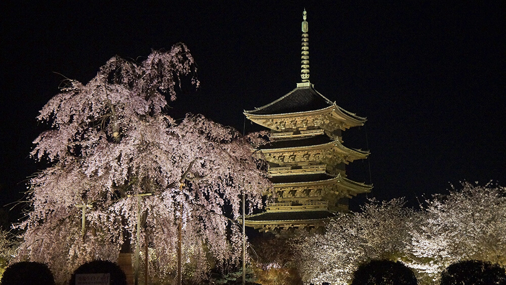 日本京都東寺夜櫻精彩，五重塔、不二櫻，嬌豔迷人。