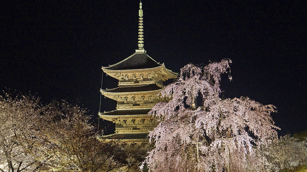 東寺五重塔、不二櫻，夜景嬌豔迷人。