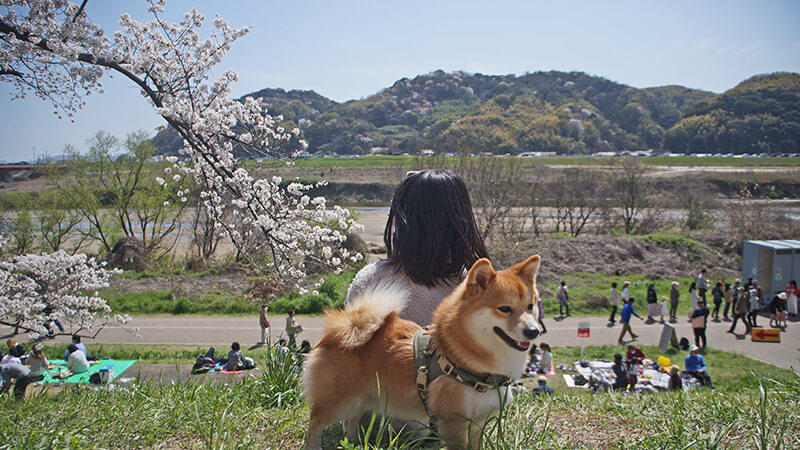 櫻花、微笑柴犬、沙洲，遠處山丘櫻花也很可愛。