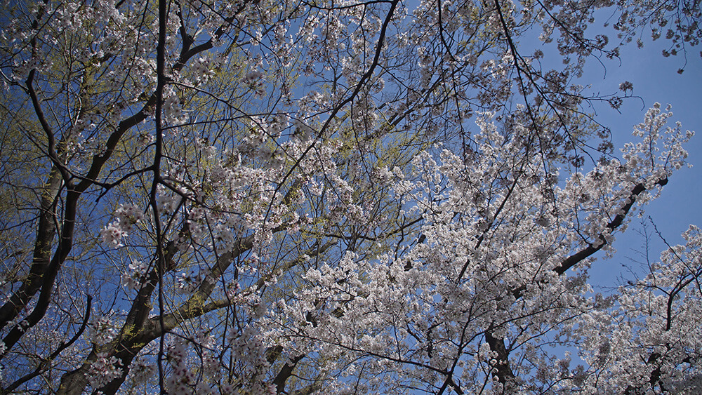 背割堤滿天櫻花，細膩迷人。