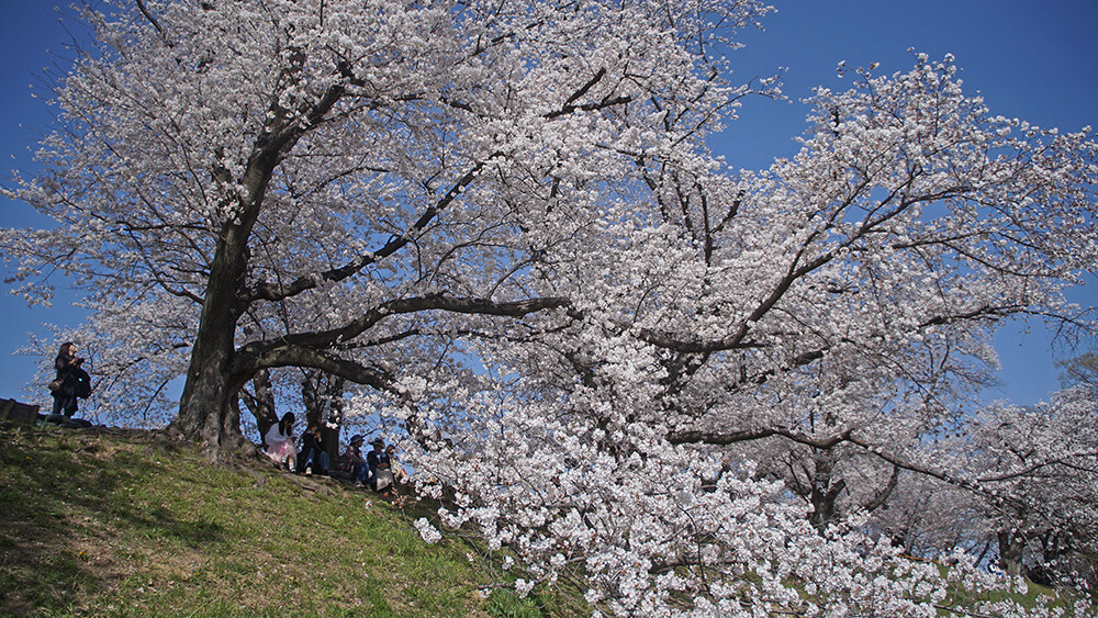 相較上野公園，背割堤櫻花成排密集、單株狂野，或許更勝一籌？