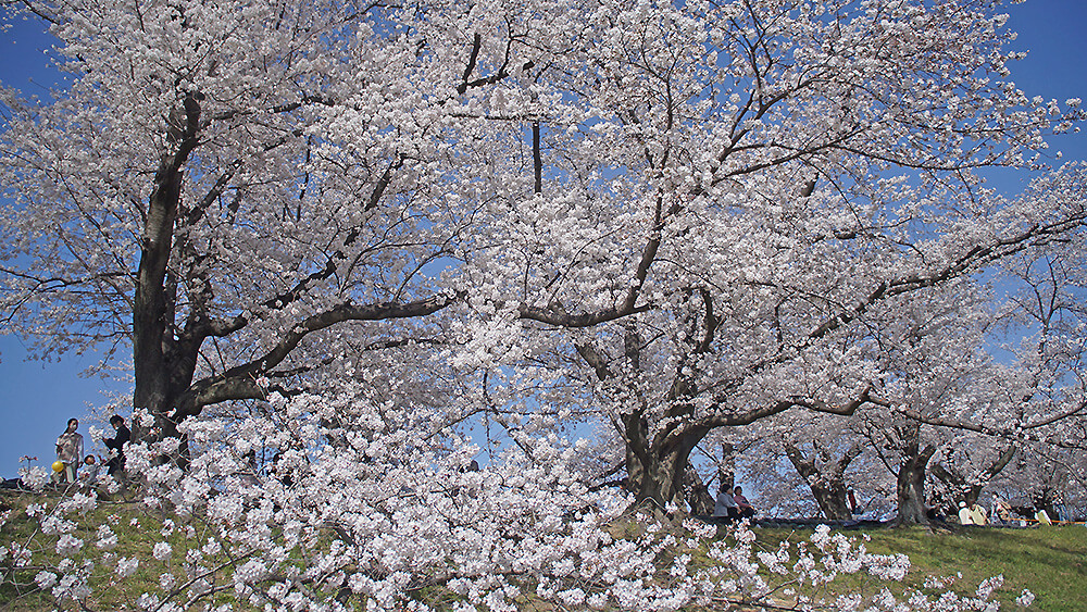 背割堤上每棵櫻樹都很藝術，姿態各異。