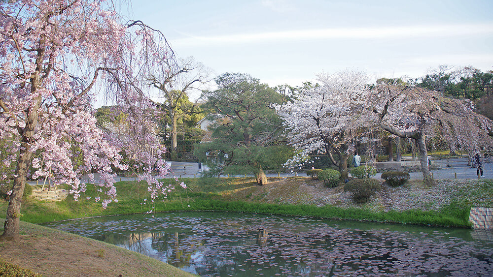 平等院阿宇池，池畔櫻花。