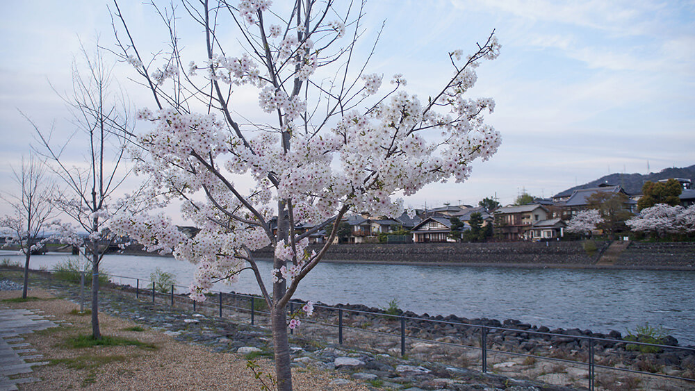櫻花特寫，背景是宇治川跟老屋。