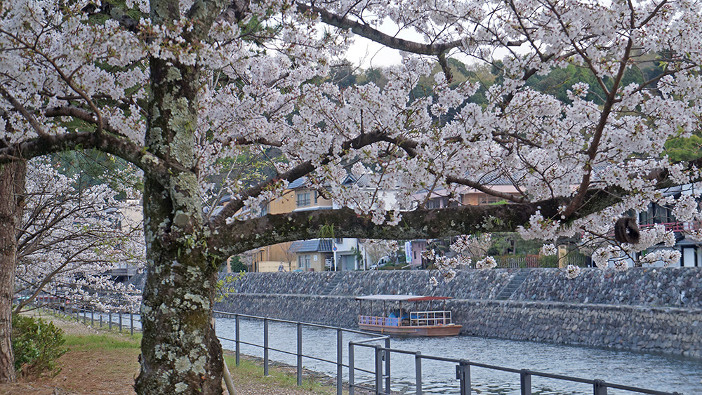 京都宇治川櫻花。