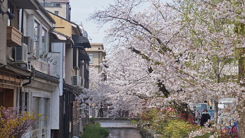 高瀨川之柳樹櫻花，特色小屋。
