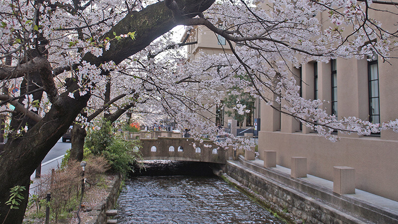 七瀨川上，古典風格的石橋櫻花。