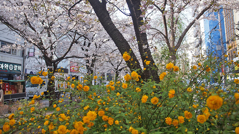 櫻花間出現亮黃花草，非常討喜。